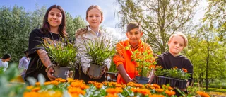 Här planterar femteklassarna för sommarens gågata