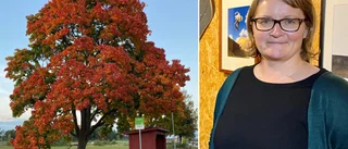 Carina tog bilden på finaste busshållplatsen: "En lyx att få bo där det är så vackert"