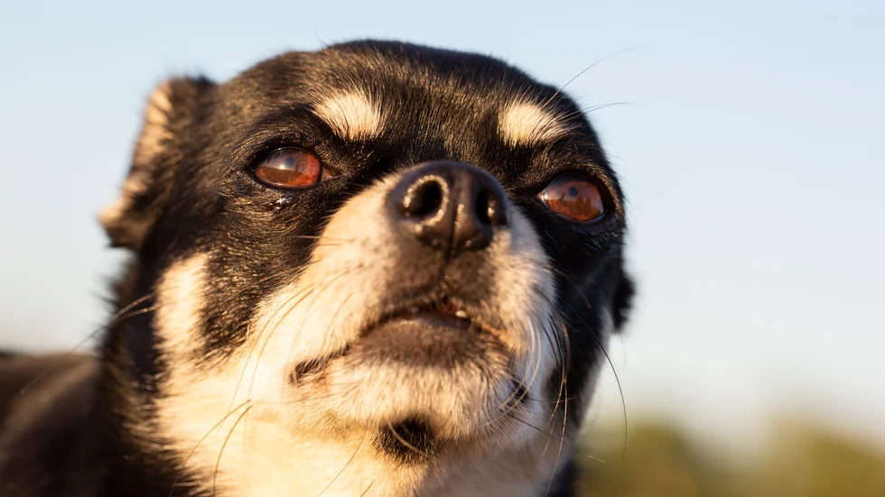 Hundägaren från Katrineholm vill vara anonym och därför är det en annan chihuahua på bilden.