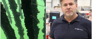Apotea satsar en miljon på musselodling