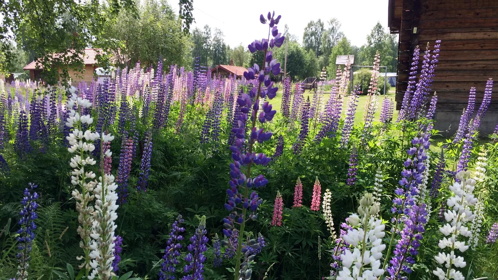 Vackra men lupinen klassas som en invasiv art och dess framfart behöver stoppas, enligt Fältbiologerna. Arkivbild.