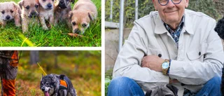 Många köper hund efter utseende – experten ser risker: "Tänk efter innan"