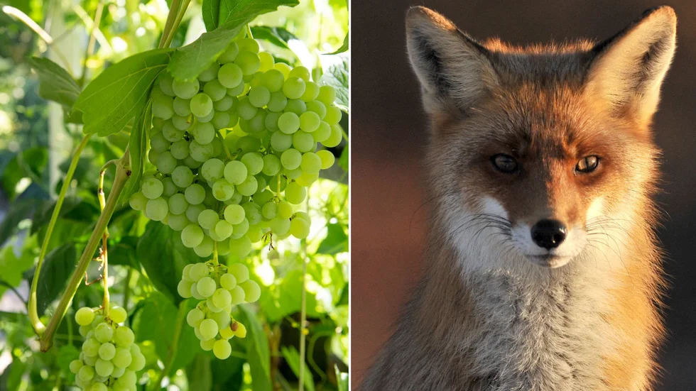 Förvirringen kring vilken växt räven egentligen tyckte var sur får UNT:S krönikör Alma Kirlic att fundera på hur våra berättelser om världen formar sig. 