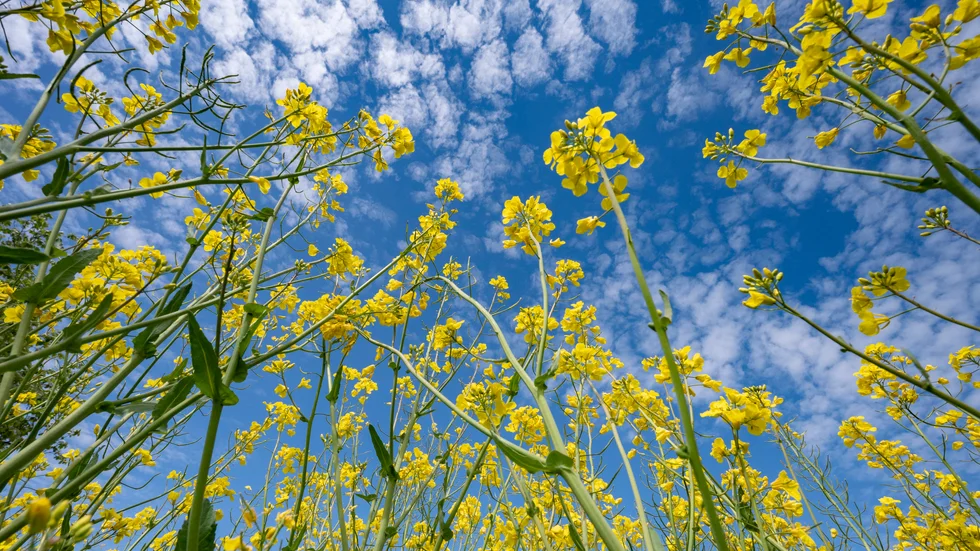 Biodrivmedel från bland annat raps och flera andra grödor godkänns inte bland de investeringar som EU vill klassa som klimatmässigt hållbara i sin så kallade gröna taxonomi. Arkivfoto.