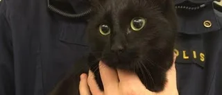Katt upphittad i centrala Skellefteå