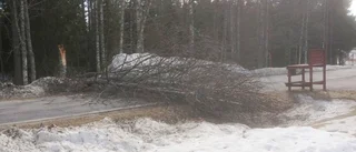 Träd över vägen