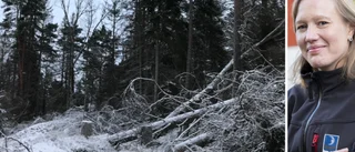 150 döda granar i Tomtaklintskogen riskerar falla över vandringsled – måste avverkas