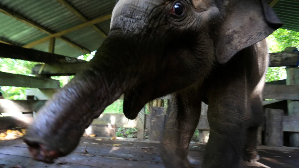 En elefantkalv som förlorat halva snabeln efter att ha fastnat i en fälla i Aceh i Indonesien. Kalven dog senare av sina skador. Arkivbild.