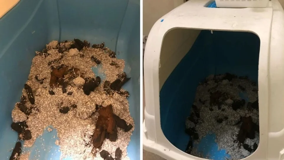 Det här var bland annat vad som mötte polismännen vid husrannsakan i lägenheten i Boden.