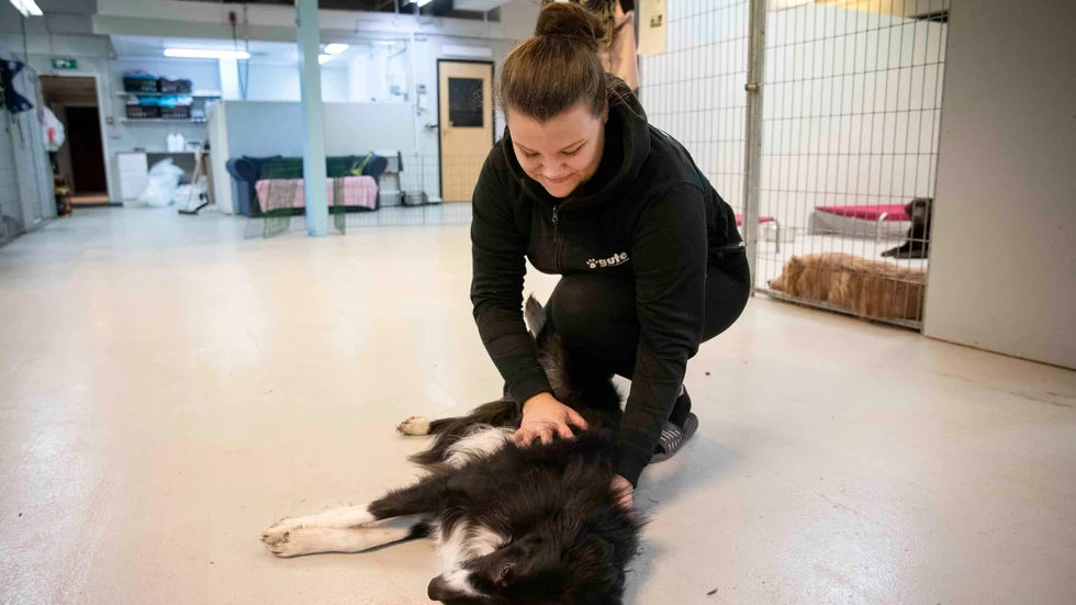 Dea Gerkens på Gute hundcenter har världens bästa jobb anser hon själv. Hunden Sniff ger sig inte förrän han får mys.