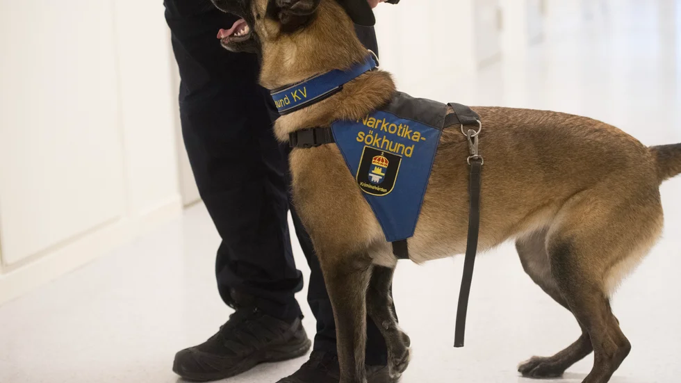 Tullen har haft svårt att rekrytera blivande narkotikasökhundar under coronapandemin. Arkivbild.