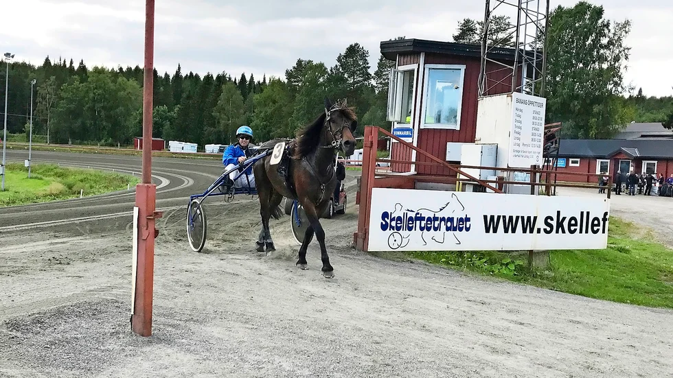 Nordglimra, här med sin tränare Sören Hedberg, är en av Skelleftetravets kallblodsprofiler. (Foto: Torbjörn Enmark)