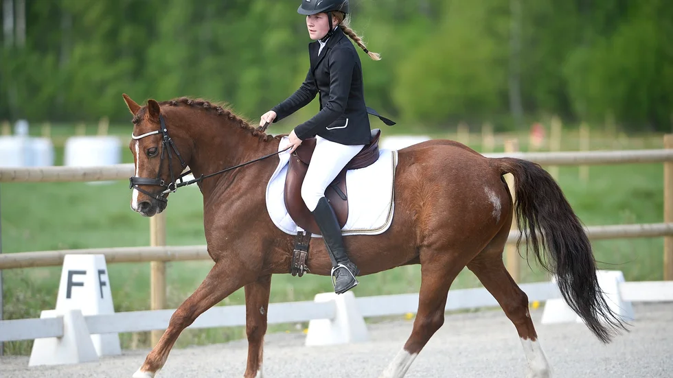 Segrade. Skellefteå Ridklubbs Emelie Karlsson och ridskoleponnyn Sham´s Fandango både debuterade och segrade i dressyr Lätt B:1 för C-ponnyer vid Kågedalens Ryttarförenings dressyrtävlingar i söndags. Foto: Carina Kvist.