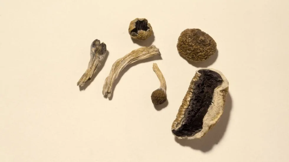 Magic mushroom. Mannen sha haft någon typ av torkad drogsvamp på sig.