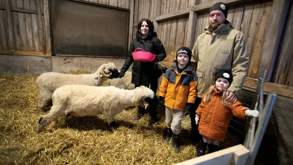 Malin Öhberg, sonen Texas, 7 år, sambon Peder Engström och dottern Tennessee, 4 år, i Hortlax satsar nu helhjärtat på den enda uppfödningen av Walliska svartnosfår i Norrbotten.