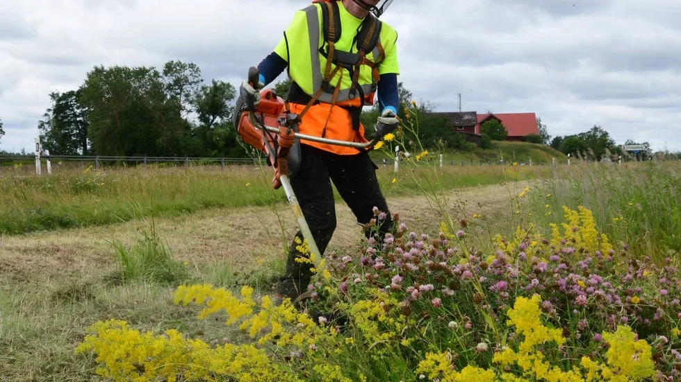 


Landskapsvårdare Ulrike Melander klipper det höga gräset på utfarten mot Norrköping.



