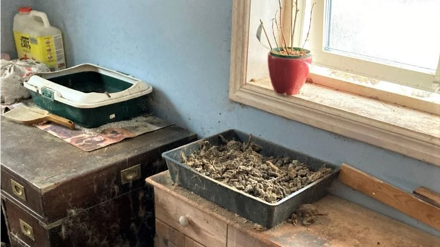 Katterna levde inomhus i en stank som tvingade inspektörerna bära gasmask för att kunna gå in i huset.
