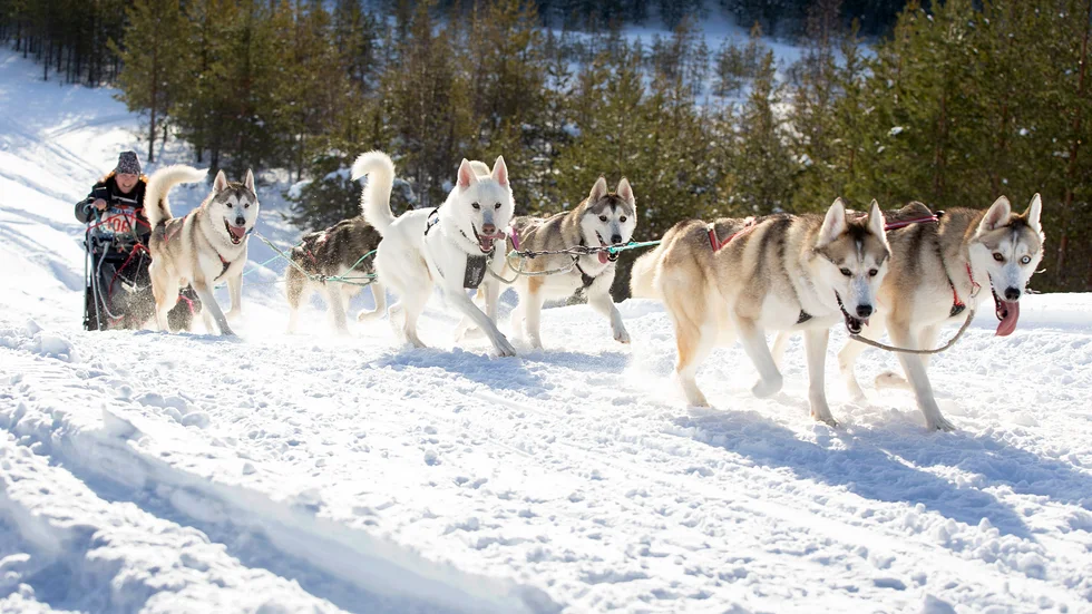 Katarina Worrsjö, Svensbyn, Piteå Sleddogs Tour, körde med turistsläden. Hon tyckte att det gick bra men hon hade klätt sig för mycket.
