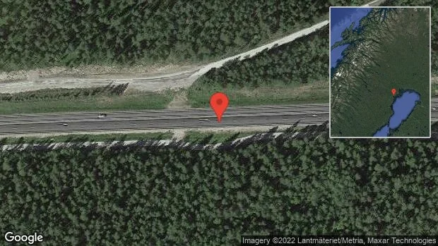Renar på vägen på E4