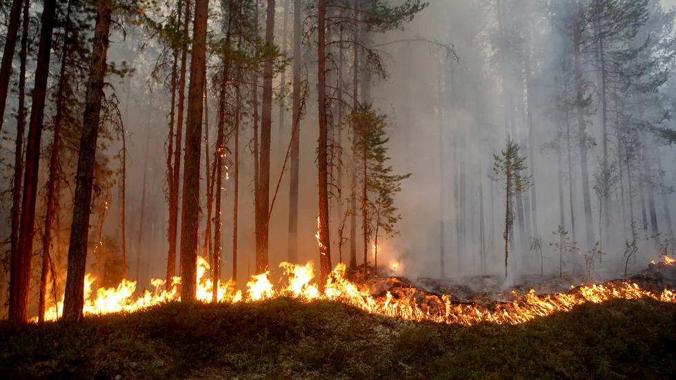 Skyddet mot skogsbränder i Tierp stärks nu med frivilliga insatser. 