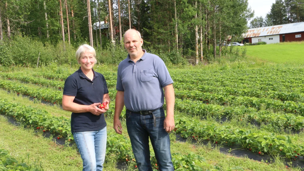 I drygt trettio år har Ann-Kristin och Erik odlat jordgubbar. 