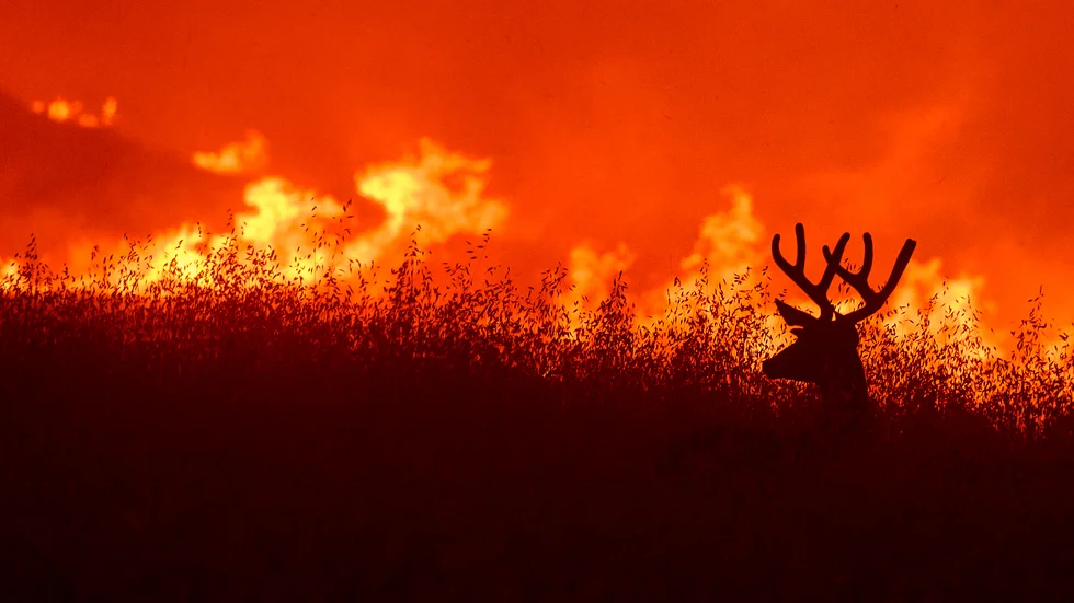 En åsnehjort flyr undan flammorna i Kalifornien, USA, i juni 2020. Hjortar har en god förmåga att undvika bränder.