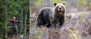 Björnjakten avlyst – samtliga björnar fällda
