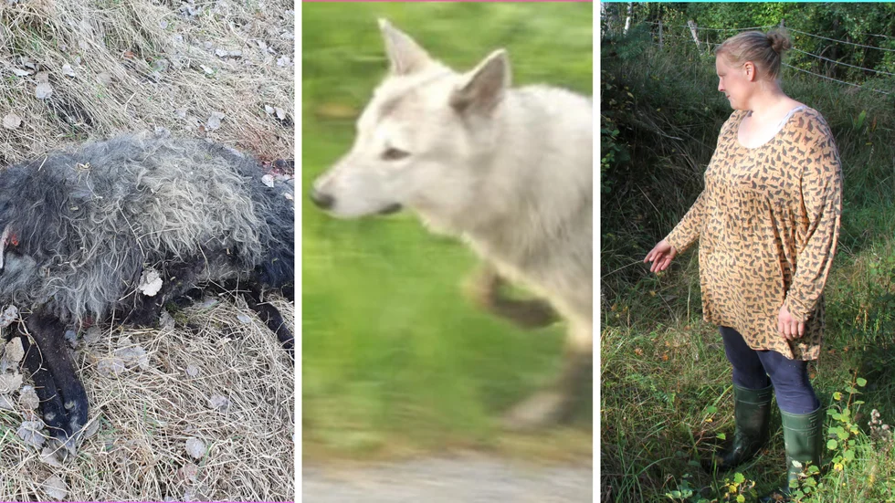 Veronika Johansson i Husby-Långhundra visar en plats där ett får låg och led i två timmar innan det hittades och kunde avlivas. I mitten bild på en av varghundarna som ofta sprang lösa runt Husby-Långhundra och som i år kommit lösa igen i närheten av sitt nya hägn, väster om Uppsala.