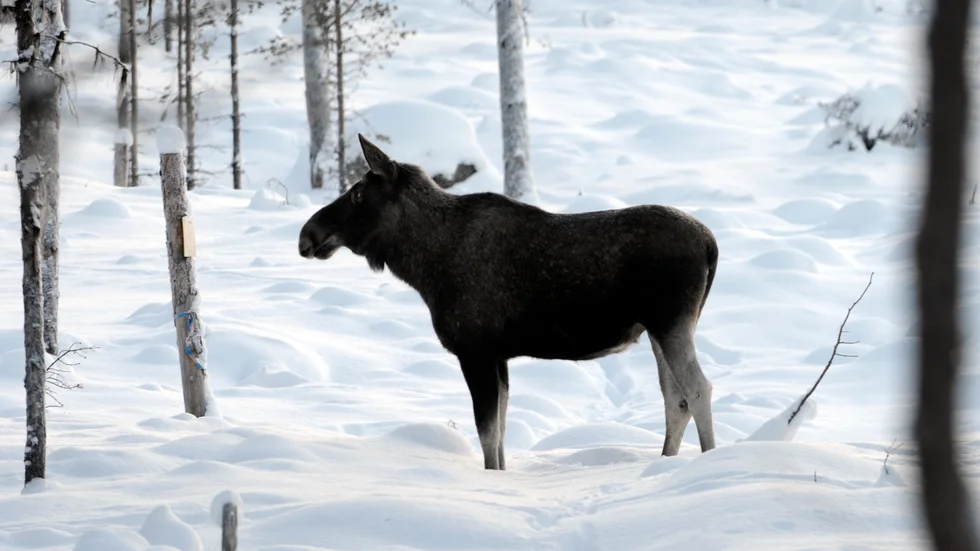 En älg avlivades inne på ett äldreboende i Valbo. Arkivbild.