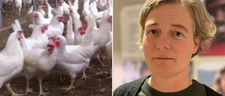 Salmonella konstaterad på gotländsk gård med 15 000 djur