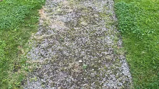 Grusgångarna på Klosterkyrkogården i Eskilstuna är fulla av gräs och ogräs, skriver signaturen Gravrättsinnehavare. 