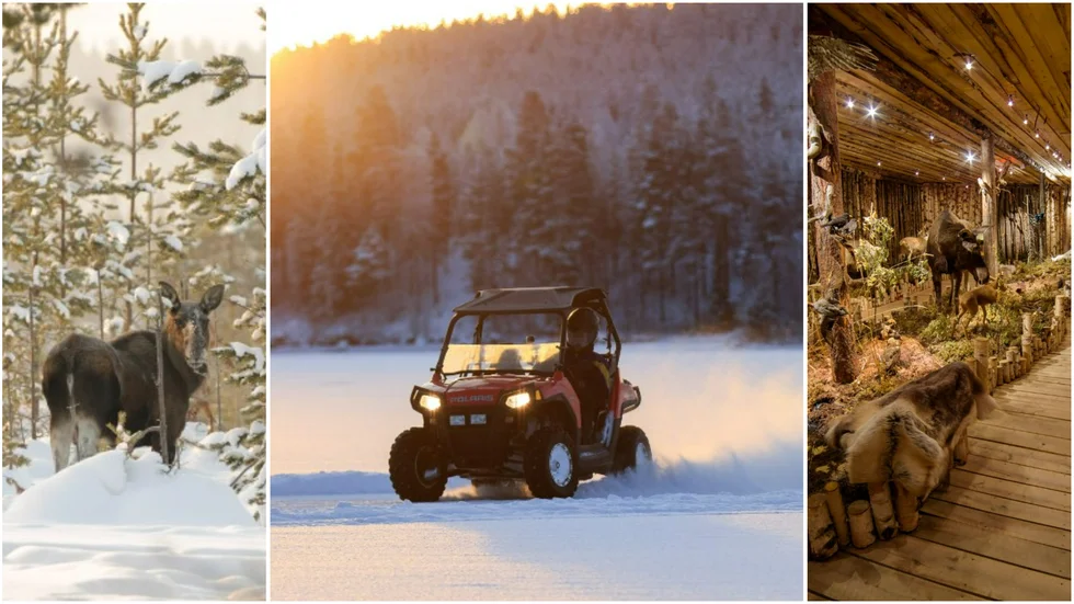 Visit Svansele Wilderness Center and experience activities such as moose safaris AND a huge wilderness exhibition.