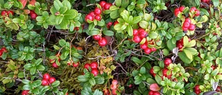 Marita Malmefjell gav sig ut i lingonskogen