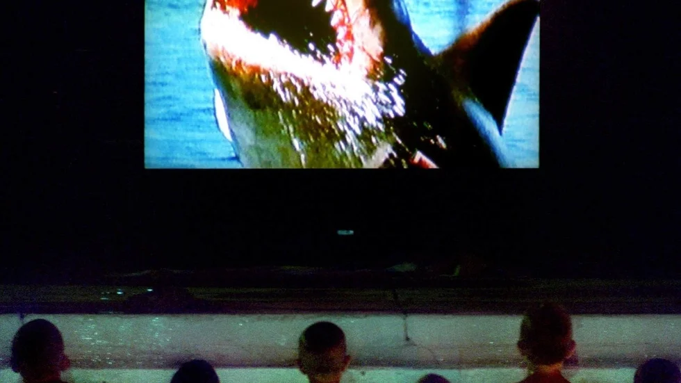 Vad sägs om att se filmklassikern "Hajen" från bassängkanten?