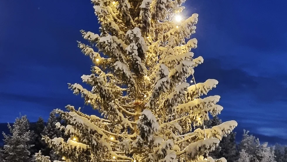 Grannaste granen i stan, enligt Marie Elenius i Kiruna, som sänt in bilden. 