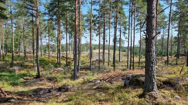 På ett 380 hektar stort skogsområde planeras en jättelik solcellspark. Bilden är från området och tagen av Martin Ansell- Schultz. Vi har hämtat den från företagets samrådsunderlag. 