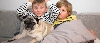 Varannanveckas-liv med hunden Frank