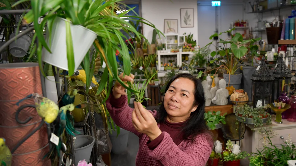 "Det viktigaste är att man har växter hemma. Och att man klarar av de enkla billigare varianterna först", säger floristen Thúy Sandberg och sträcker sig mot en ampellilja.
