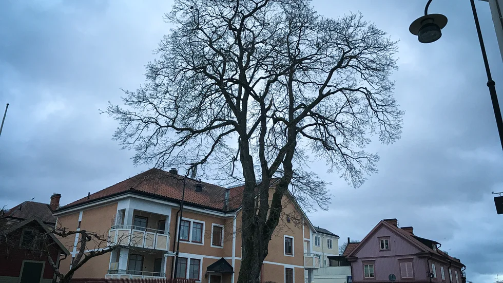 Den ståtliga lönnen vid Landsvägsgatan mitt i Malmköping mår inte bra och ska fällas. 