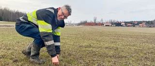 Priser i butik kan påverkas av utsädesbrist