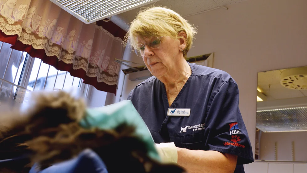 1985 startade Gertrud Burman Djurkliniken i Skellefteå på Södra Järnvägsgatan. För två år sedan sålde hon verksamheten till Lapplands djurklinik.