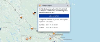Varning för älg på E4 strax utanför Skellefteå