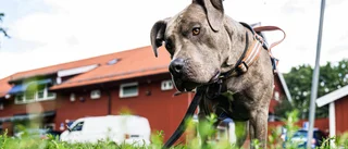 Hotfull situation med hundägare – reglerna är verkningslösa