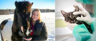 Eva, 31, ledsnade på pendlandet – nu är hon ambulerande veterinär