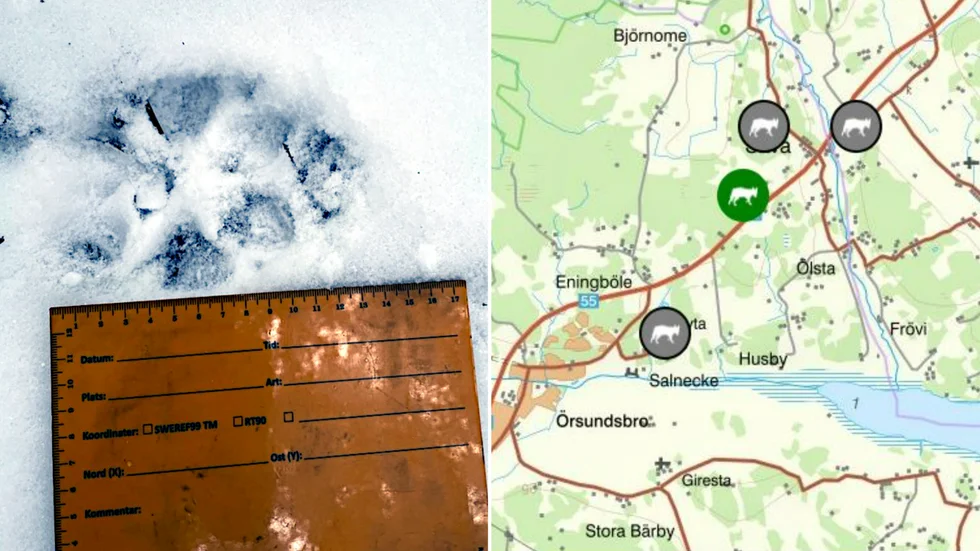 Länsstyrelsen bedömde spåren mellan Örsundsbro och Säva den 14 februari och bekräftar att det handlar om varg. Andra observationer i området har inte kunnat bekräftats som varg.