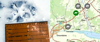 Länsstyrelsen: "Ja, det är vargspår" 