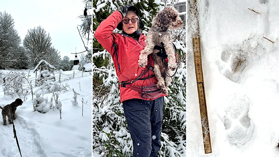Där hunden Nicke står, inte långt från klockstapeln vid Gryta kyrka, korsade vargen stigen. "Jag är övertygad om att det var en varg, jag vet vad jag har sett även om jag inte kan bevisa det" säger Annika Winell som tog bilder på de stora tassavtrycken i snön.
