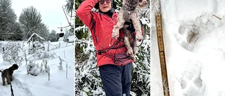 Mötet: Var det vargen som Annika såg?