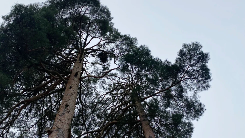 Genrebild. Några bostadsrättsägare vill att regionen avlägsnar två hängbjörkar, som andra använder som skydd för att smygtitta in i deras sovrum.