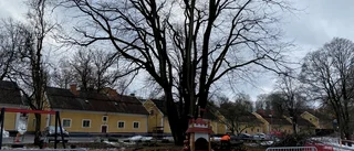 Avstängt i park när almsjukt träd kapas